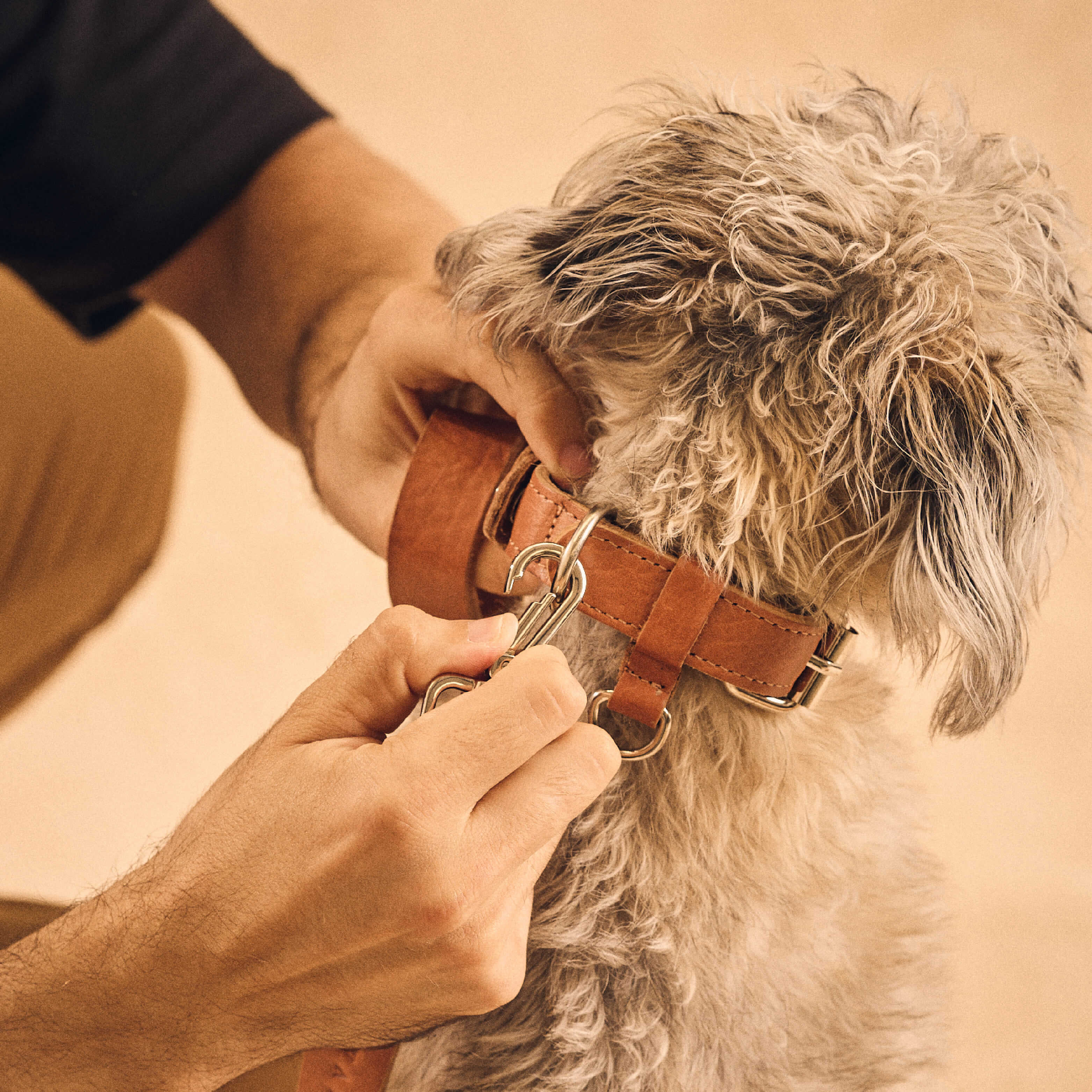 Walden® Genuine Leather Pet Collar and Leash · Terra