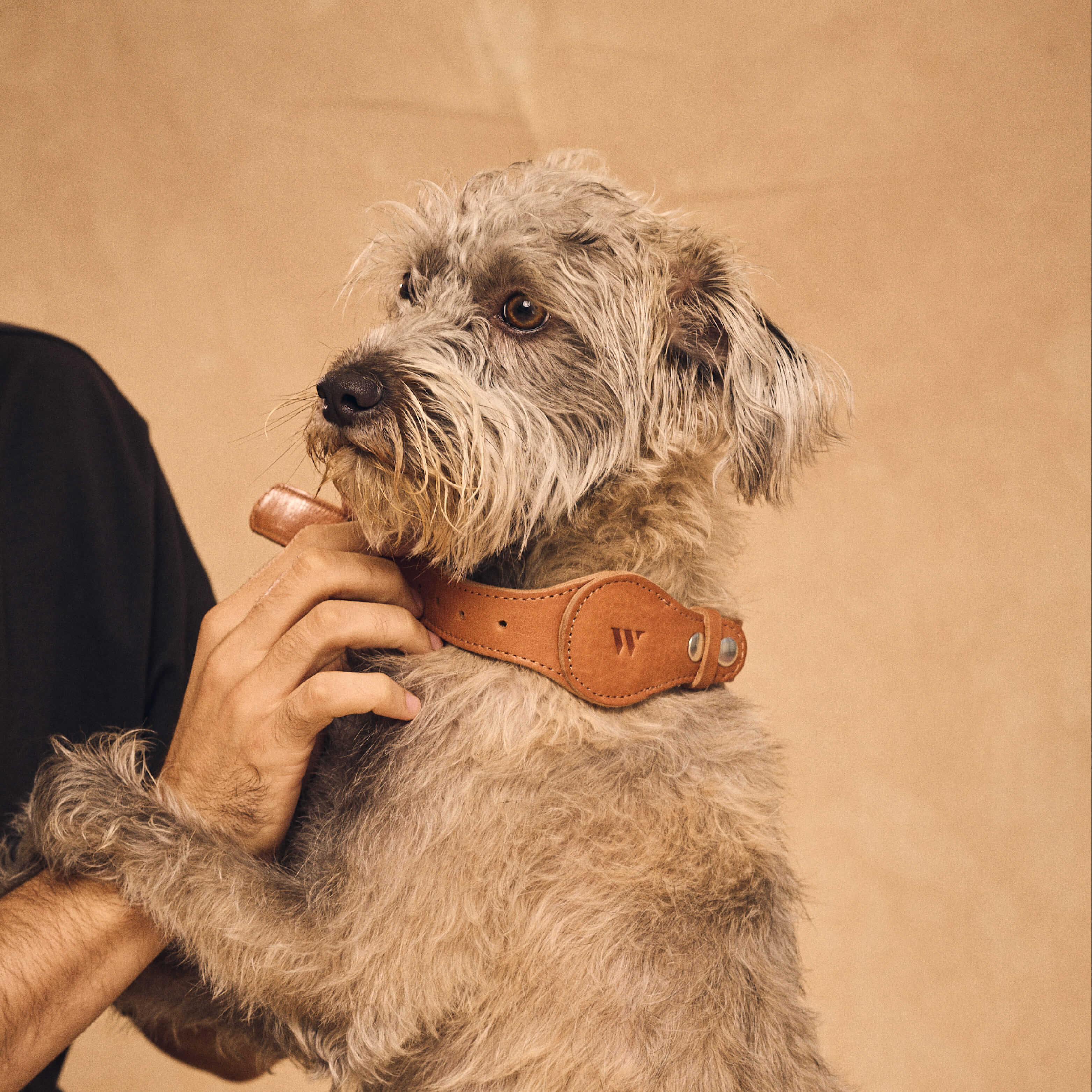 Walden® Genuine Leather Pet Collar and Leash · Terra