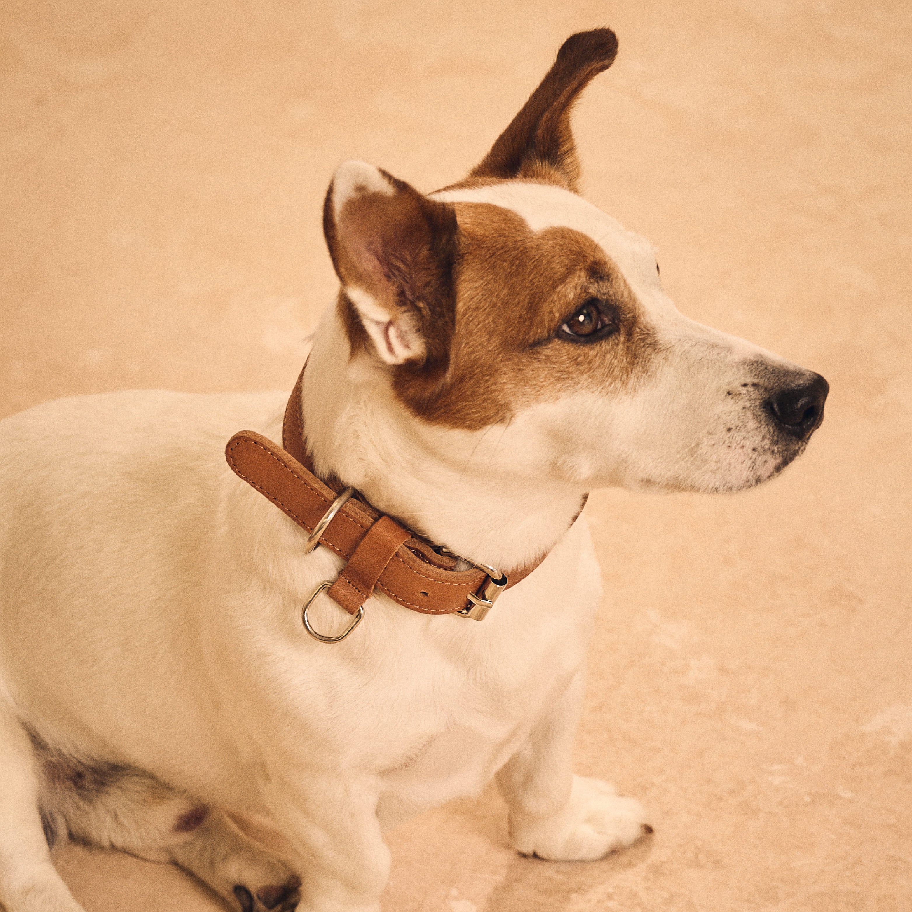 Walden® Genuine Leather Pet Collar and Leash · Terra