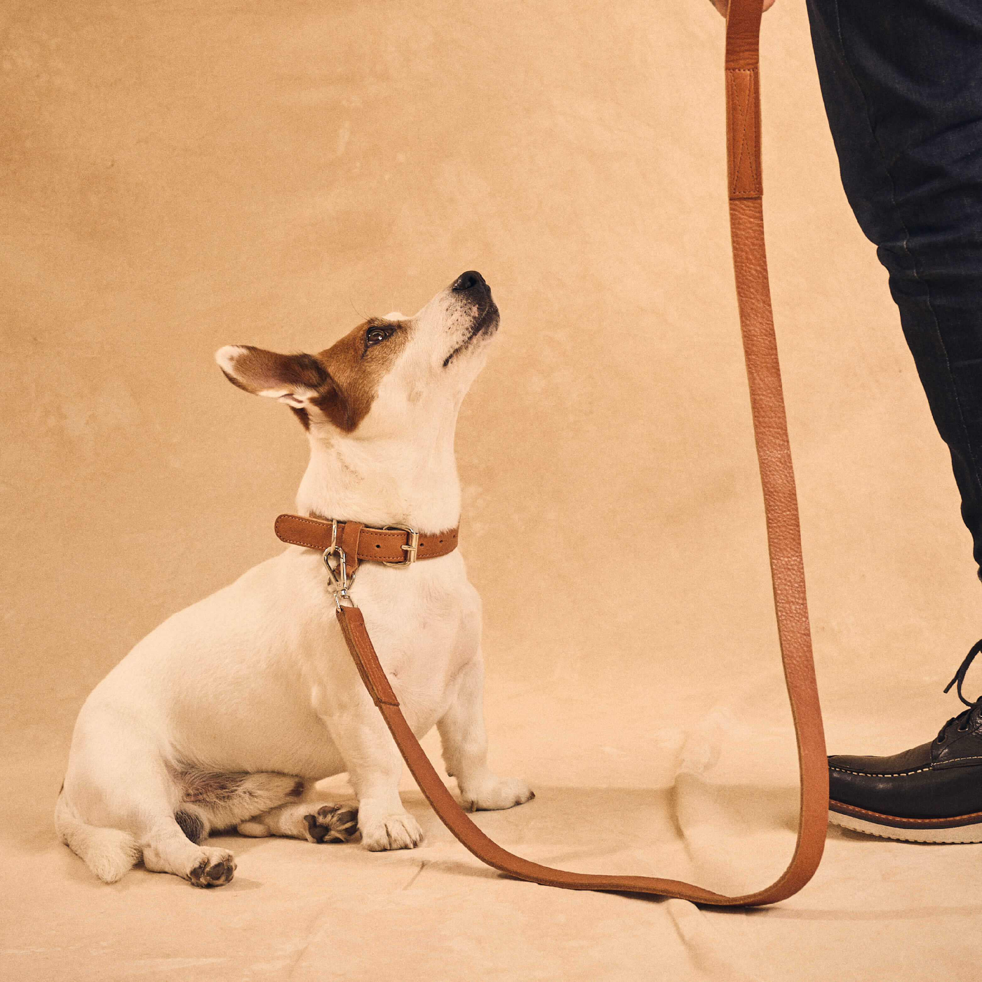 Walden® Genuine Leather Pet Collar and Leash · Terra