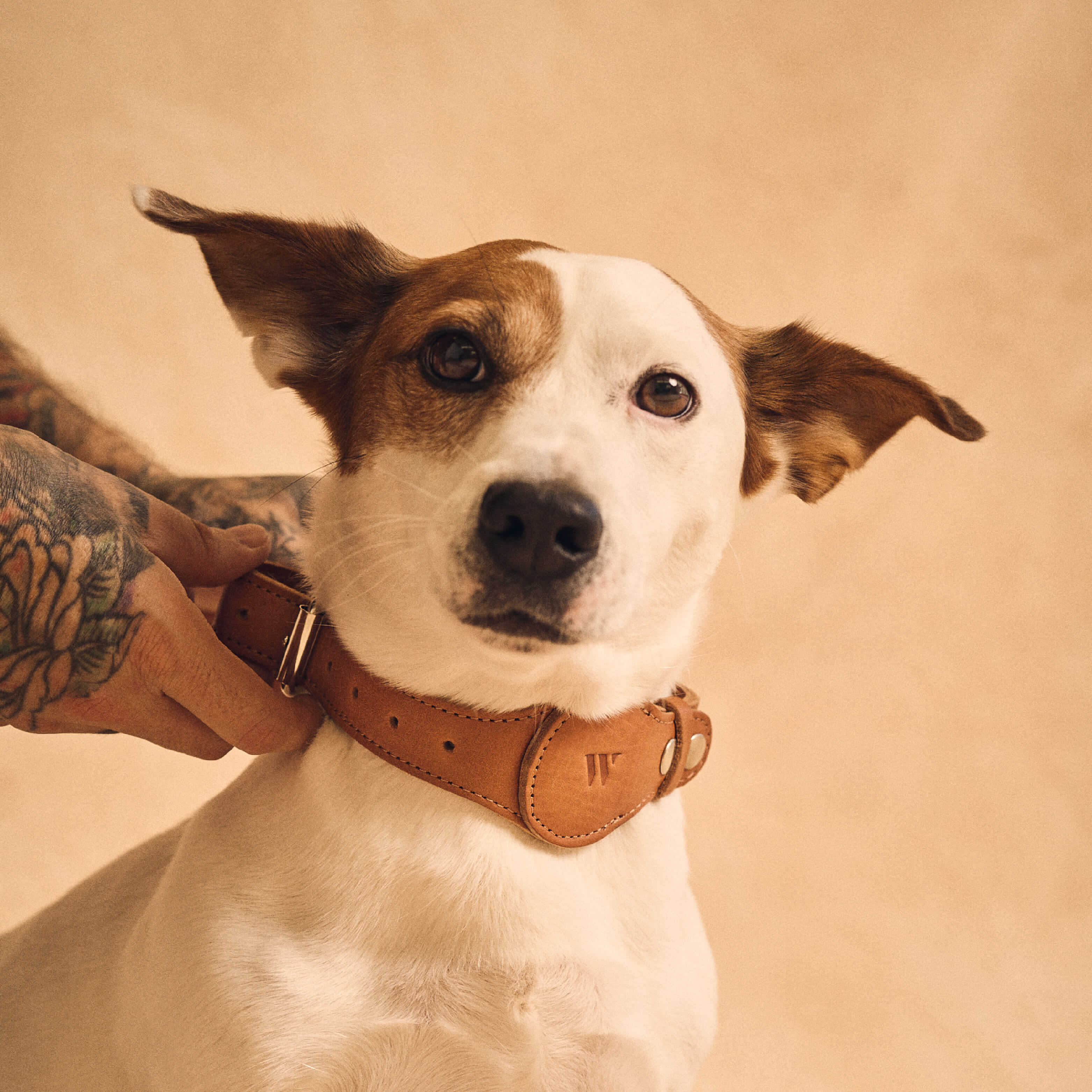 Walden® Genuine Leather Pet Collar and Leash · Terra