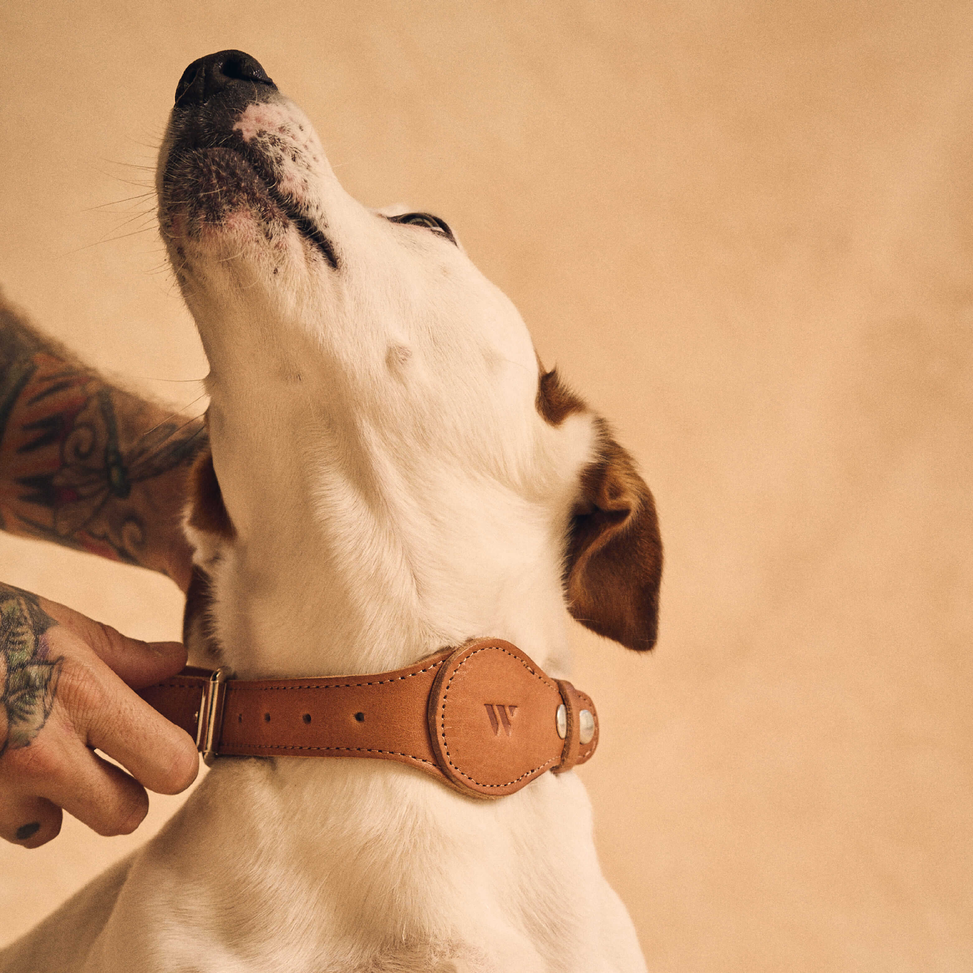 Walden® Genuine Leather Pet Collar and Leash · Terra